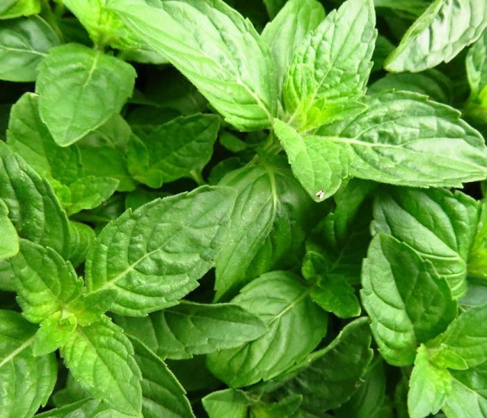 holy-basil-1